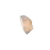Banana Leaf Wall Sconce with Kabebe Shell