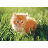 Orange Kitten Cardboard Jigsaw Puzzle