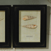 Maculata Shell Shadowbox