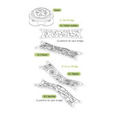 Water-Lily (Set of 12)