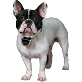 Eyenimal Video Camera