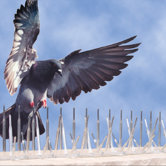 Plastic Bird Spikes
