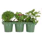 3 Pail Planter with Handle