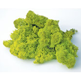 Preserved Reindeer Moss