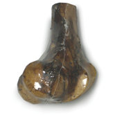 Natural Split Femur Bone Dog Treat