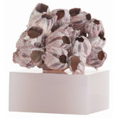 Capri Barnacle Sculpture