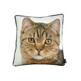 British Cat Pillow