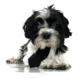 Formal Dog Necktie and Collar