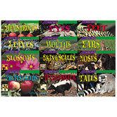 Look Once Plants & 12 Books