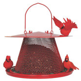 No / No Cardinal Feeder in Red