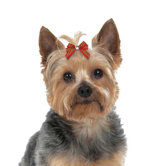 Season's Greetings Dog Bow Canister (48 Pieces)