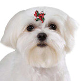 Santa's Satin Dog Bow Canister (40 Pieces)
