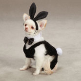 Party Hounds Bunny Dog Costume