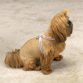 Gemstone Dog Harness