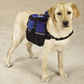 Neoprene Day Dog Tripper