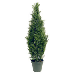 3' Arborvitae Tree 3' Arborvitae Tree