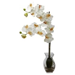 Phalaenopsis Orchid in Cream