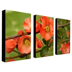 Quince by Kathie McCurdy Canvas Wall Art (Set of 3)