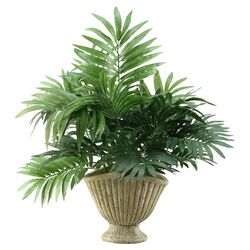 Parlor Palm Plant in Green