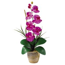 Phalaenopsis Silk Orchid Plant in Fuchsia
