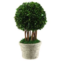 Preserved Boxwood Ball Topiary in Green