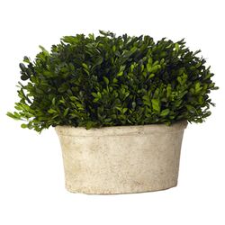 Oval Boxwood Plant in Green