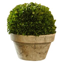 Preserved Boxwood Plant in Green