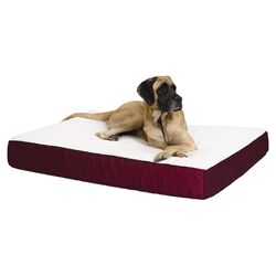 Thick Orthopedic Dog Bed in Burgundy