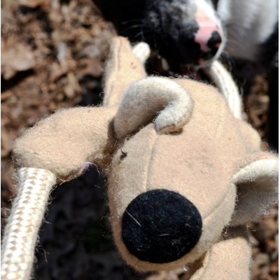 ABO Gear Koala Bear with Rope Dog Toy