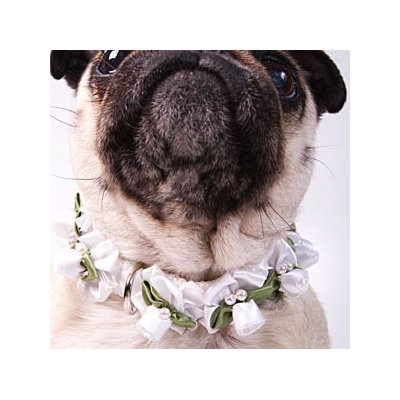 A Pet's World White Ribbon Dog Collar with Petal Flower Rosettes with Pearls