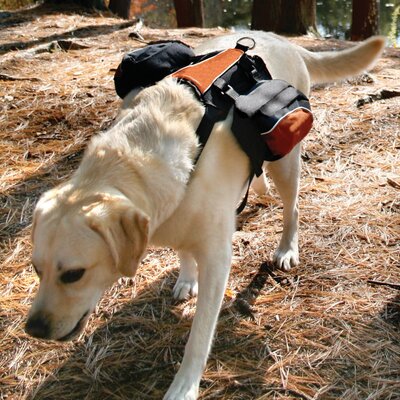 kurgo wander dog backpack