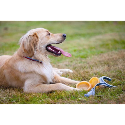 Kurgo Winga Disc Thrower Dog Toy