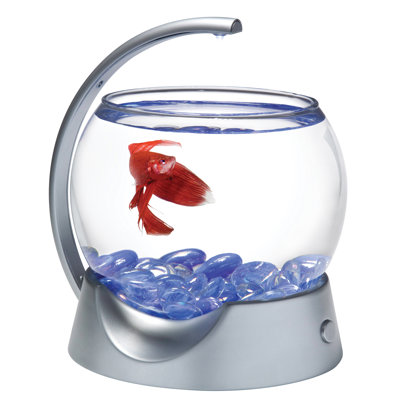 Betta Bowl in Silver