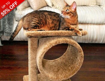 Purrrfect Picks: Cat Trees