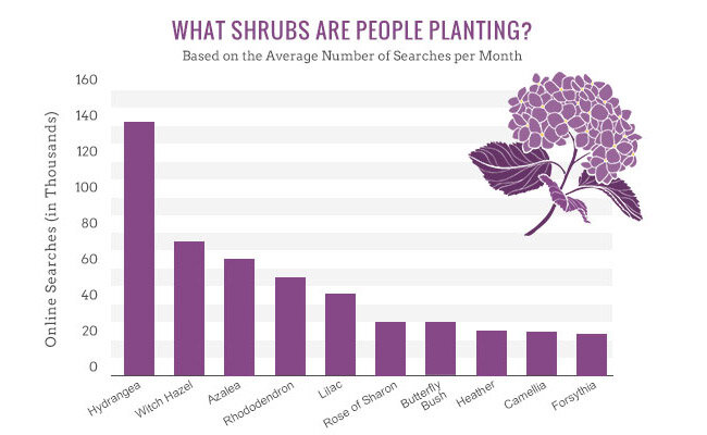 popular shrubs