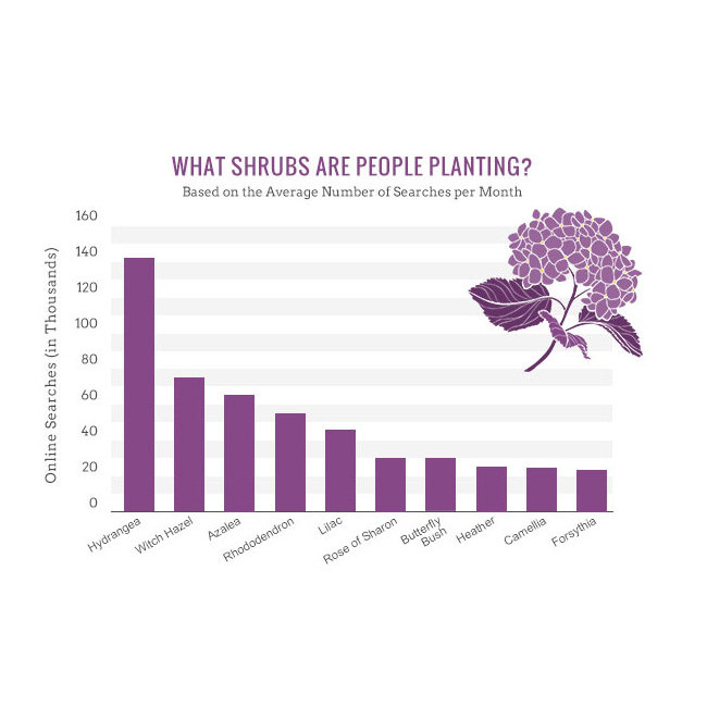 popular shrubs