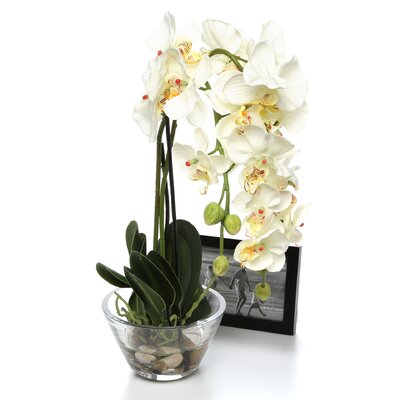 Nearly Natural Phalaenopsis Silk Orchid in White with Glass Vase ...