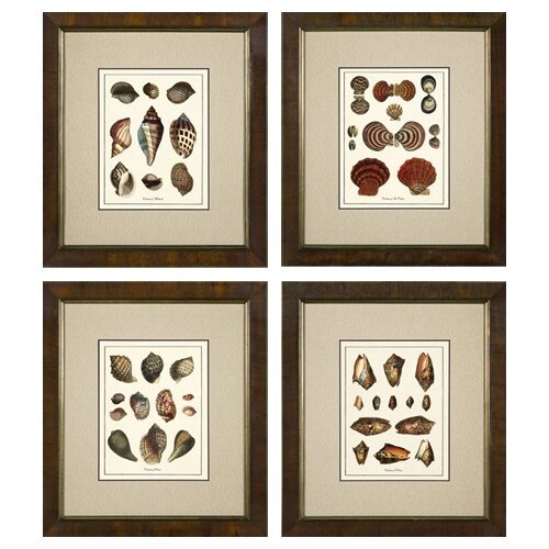 Phoenix Galleries Varieties of Tonna Framed Prints