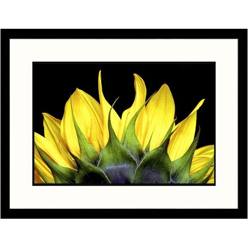 Great American Picture Top of Sunflower Framed Photograph