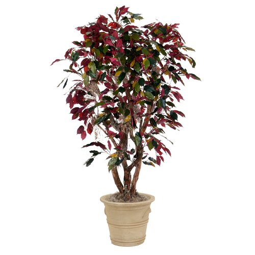 Distinctive Designs 60 Red Ficus Tree in Medium Terra Cotta Garden