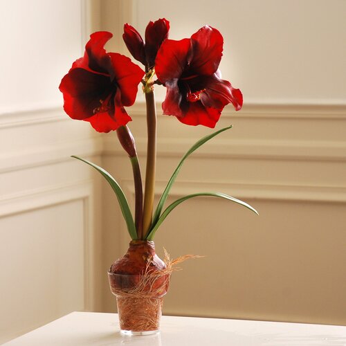 Jane Seymour Botanicals Amaryllis in Glass Pot