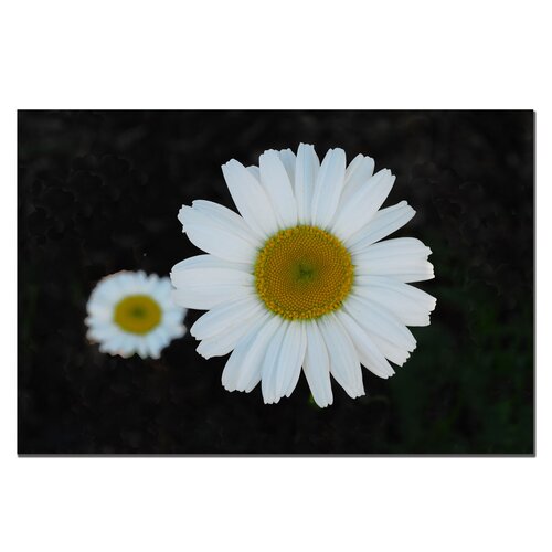 Trademark Art Daisies on Black by Kurt Shaffer, Canvas Art   22 x 32