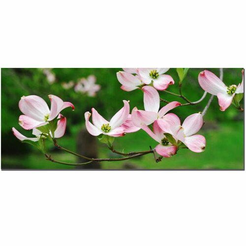 Trademark Art Dogwood Flora by Kurt Shaffer, Canvas Art   10 x 24