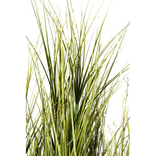 Laura Ashley Home Onion Grass with Twigs