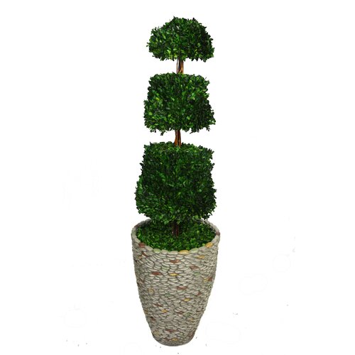 Laura Ashley Home Tall Preserved Spiral Boxwood Cone Topiary in