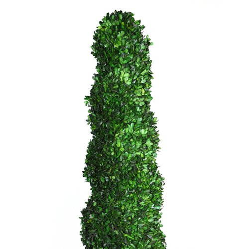 Laura Ashley Home Tall Preserved Spiral Boxwood Square Topiary in