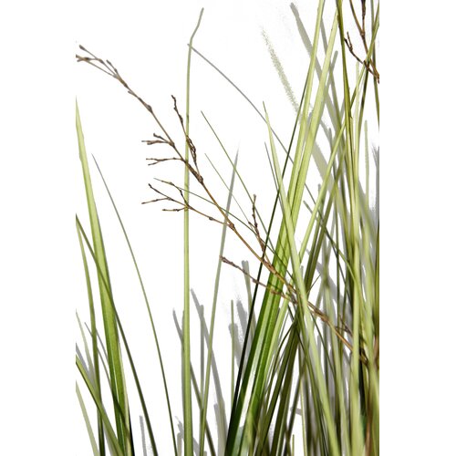 Laura Ashley Home Onion Grass with Twigs