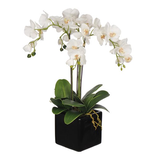 Tori Home Phalaenopsis Orchid Plant in Ceramic Pot & Reviews | Wayfair