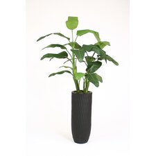 Distinctive Designs Musa Coccinea Tree (Banana) in Planter