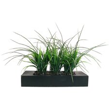 Grass in Contemporary Wood Planter